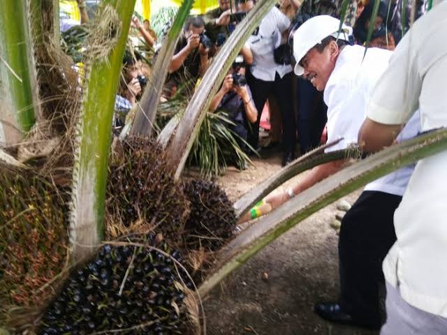 Gubernur Riau saat mencoba dodos sawit (foto/int)